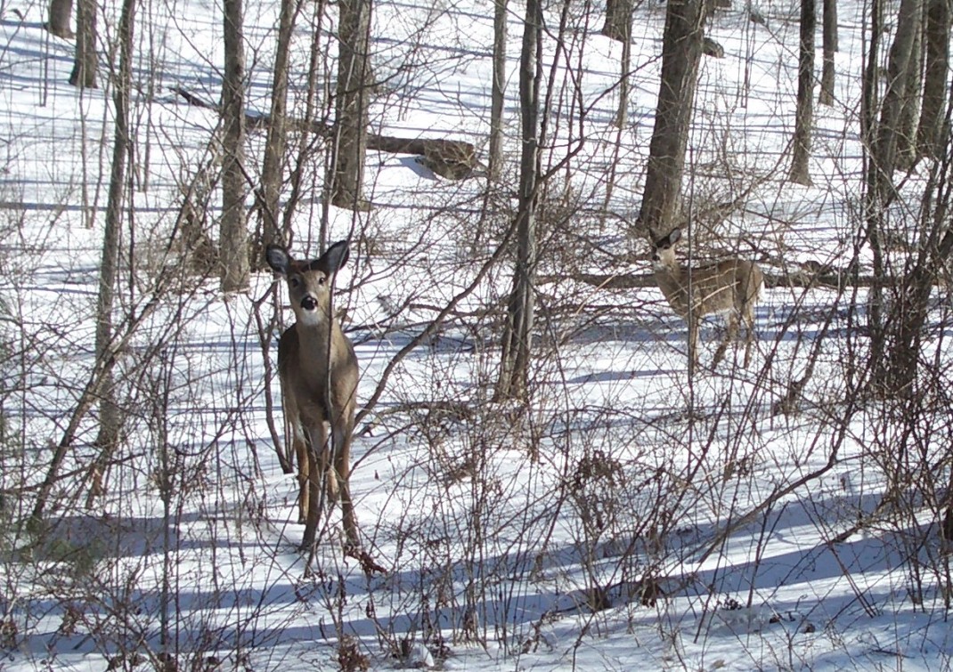 Connecticut deer