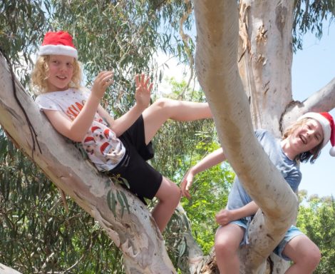 Christmas up a gum tree